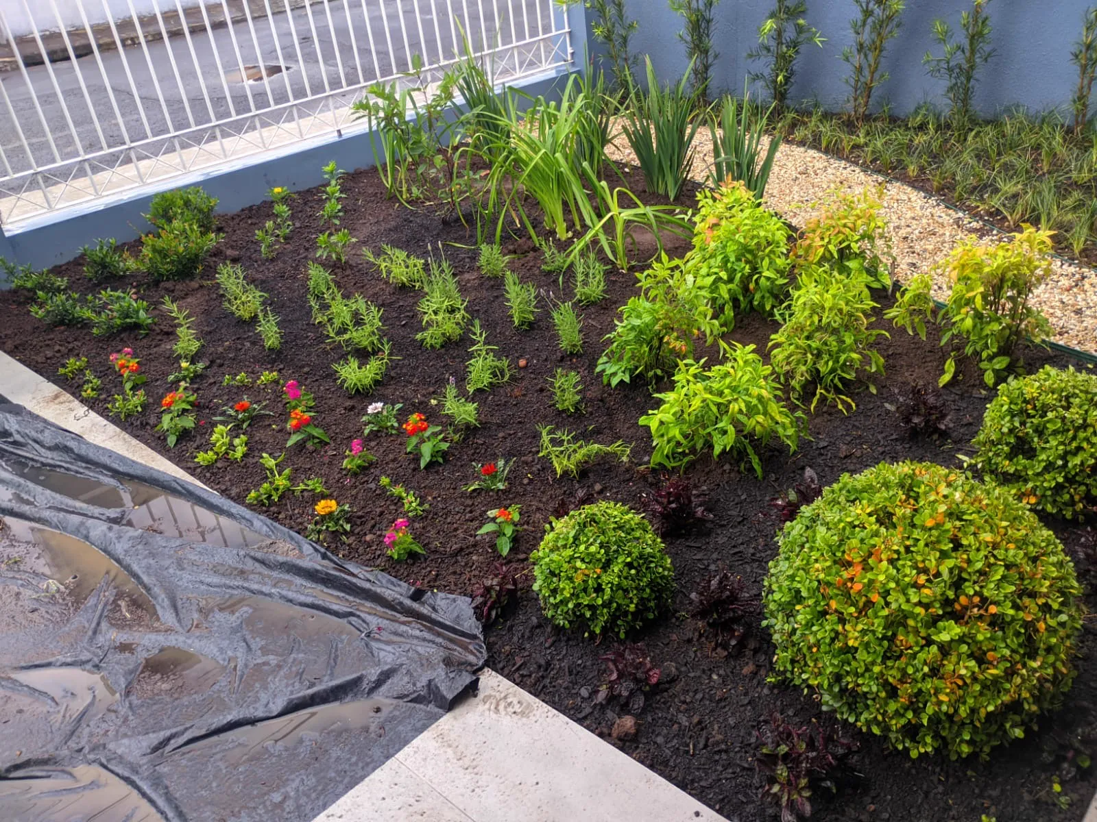 Canteiro recém-plantado com buxinhos