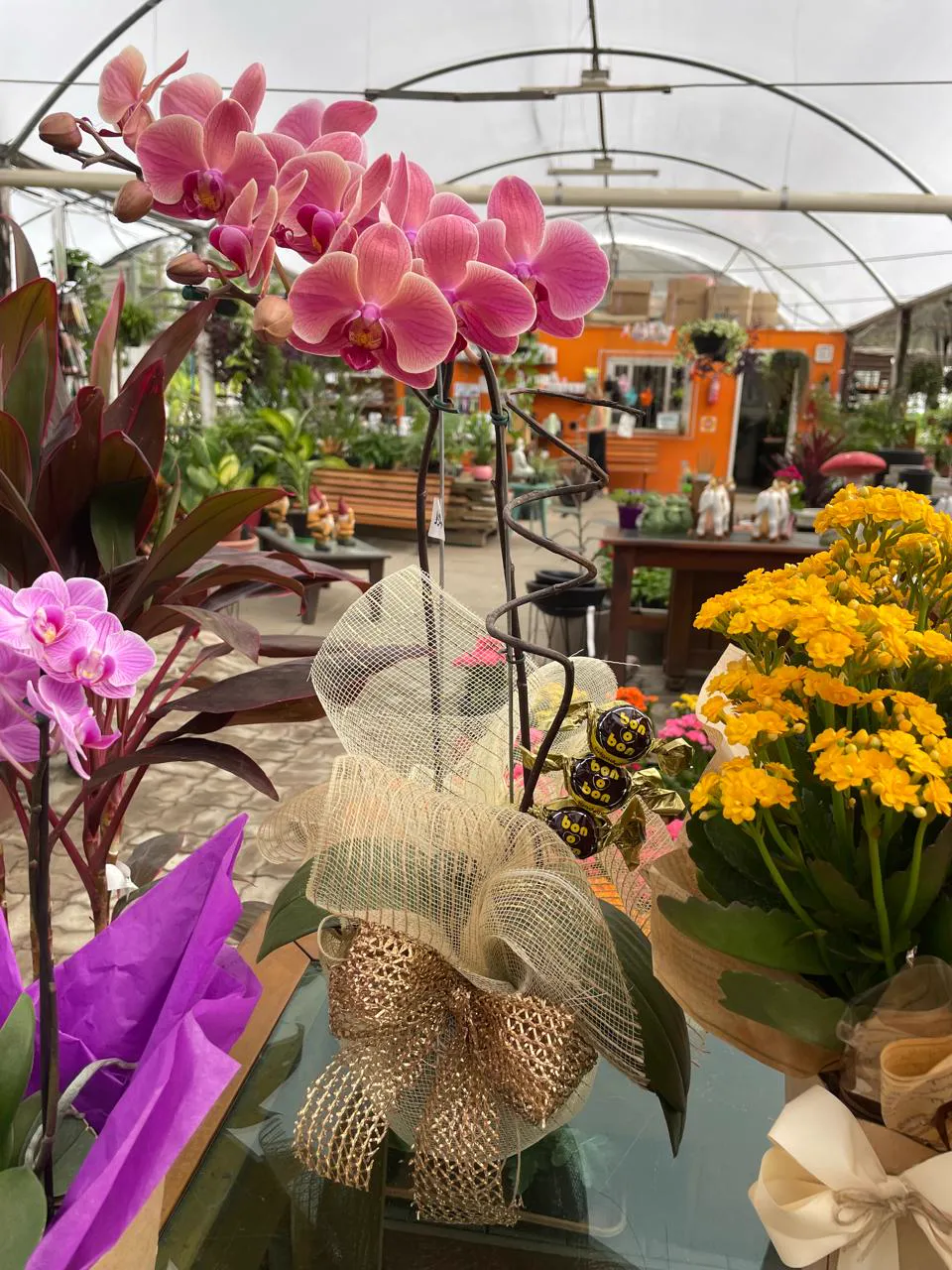 Orquídea rosa